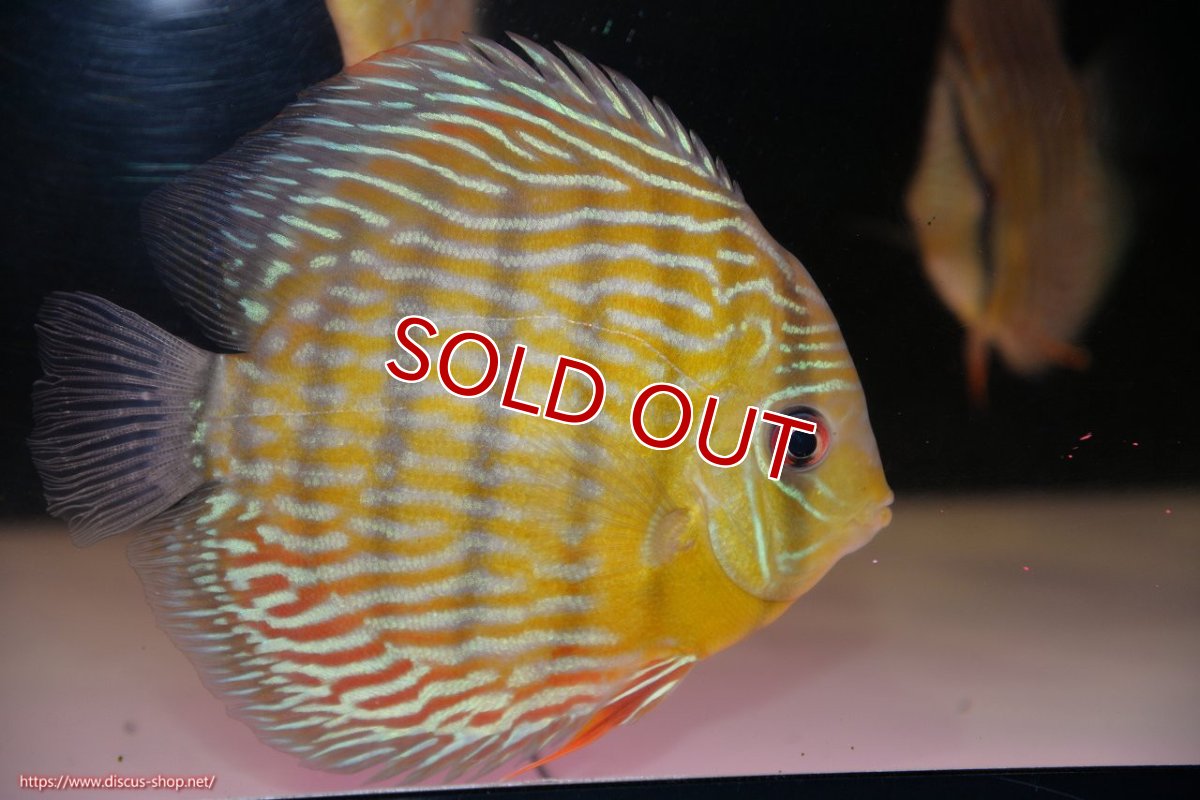 画像1: 【ワイルドディスカス】【通販】【３年ぶりの入荷】ラーゴスララスーパーロイヤル【個体販売】16cm（生体）ラーゴスララ産 (1)