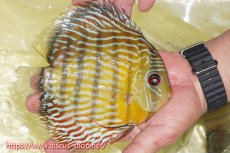 画像2: 【ワイルドディスカス】【通販】【３年ぶりの入荷】ラーゴスララスーパーロイヤル【個体販売】16cm（生体）ラーゴスララ産 (2)