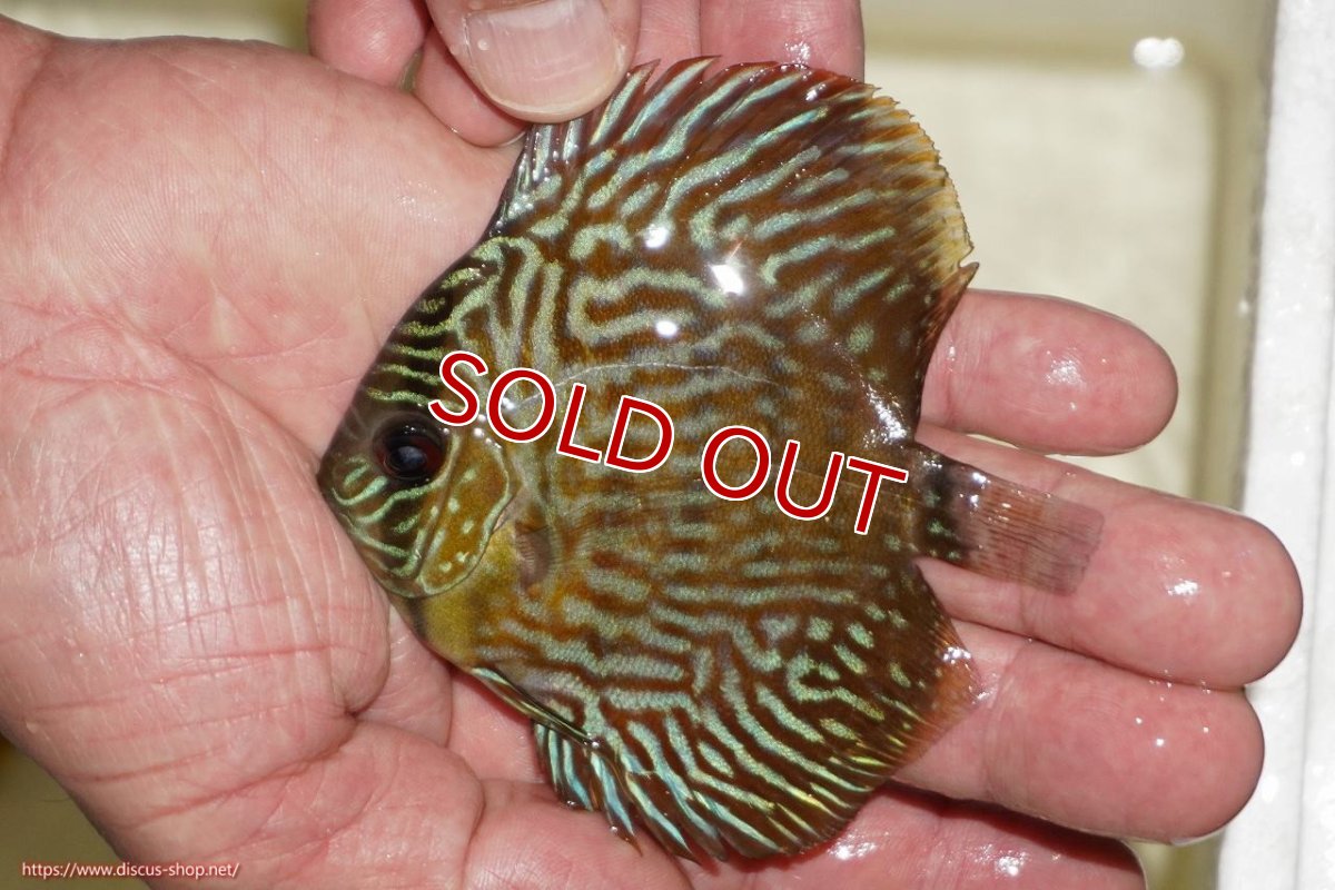 画像1: 【決算セール対象個体】【ワイルドディスカス】【通販】【３年ぶりの入荷】ラーゴスララロイヤル　ヤングスター【個体販売】9-10ｃｍ（生体）ラーゴスララ産 (1)