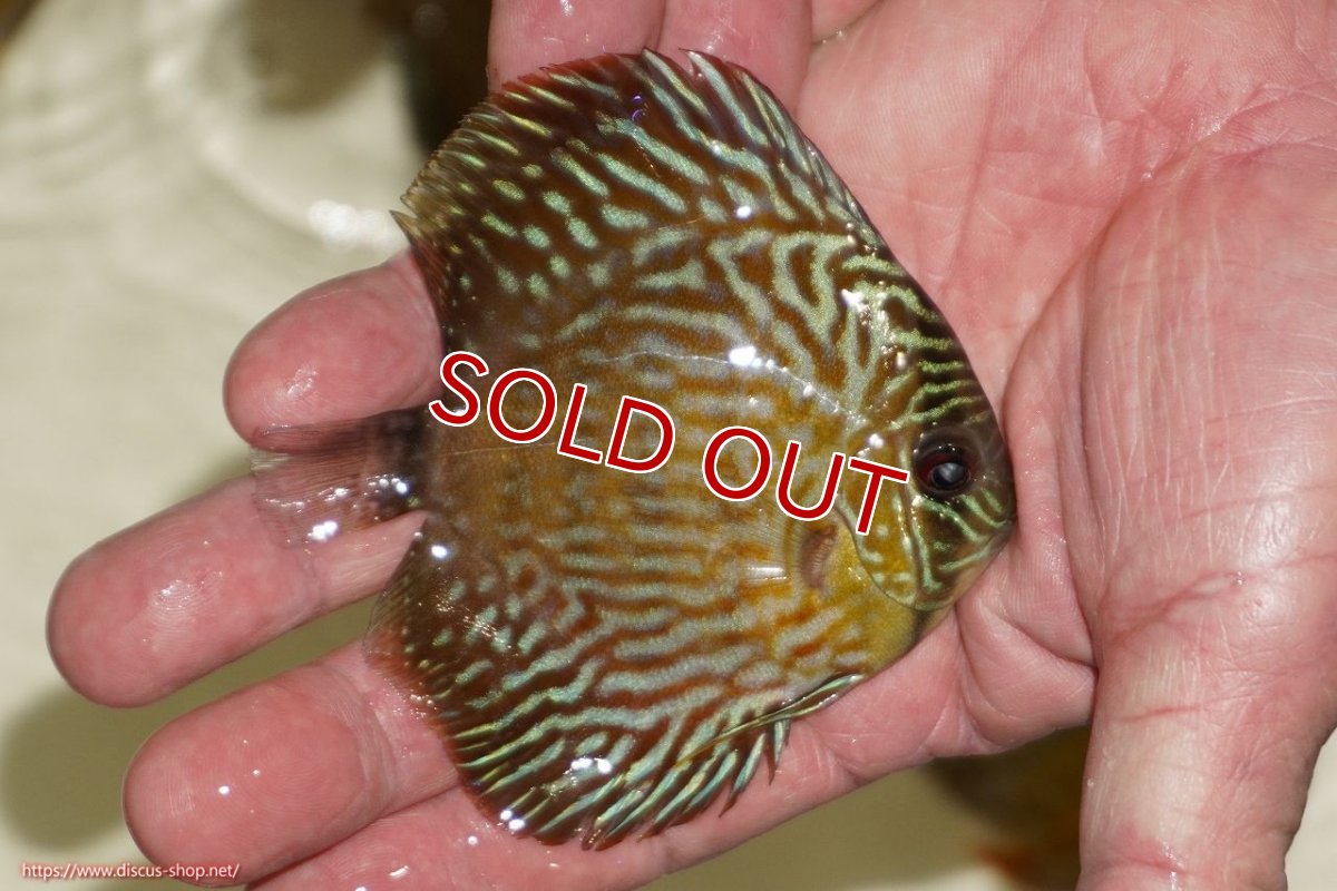 画像2: 【決算セール対象個体】【ワイルドディスカス】【通販】【３年ぶりの入荷】ラーゴスララロイヤル　ヤングスター【個体販売】9-10ｃｍ（生体）ラーゴスララ産 (2)