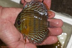 画像1: 【ワイルドディスカス】【通販】【３年ぶりの入荷】ラーゴスララロイヤル　ヤングスター【個体販売】9-10ｃｍ（生体）ラーゴスララ産 (1)