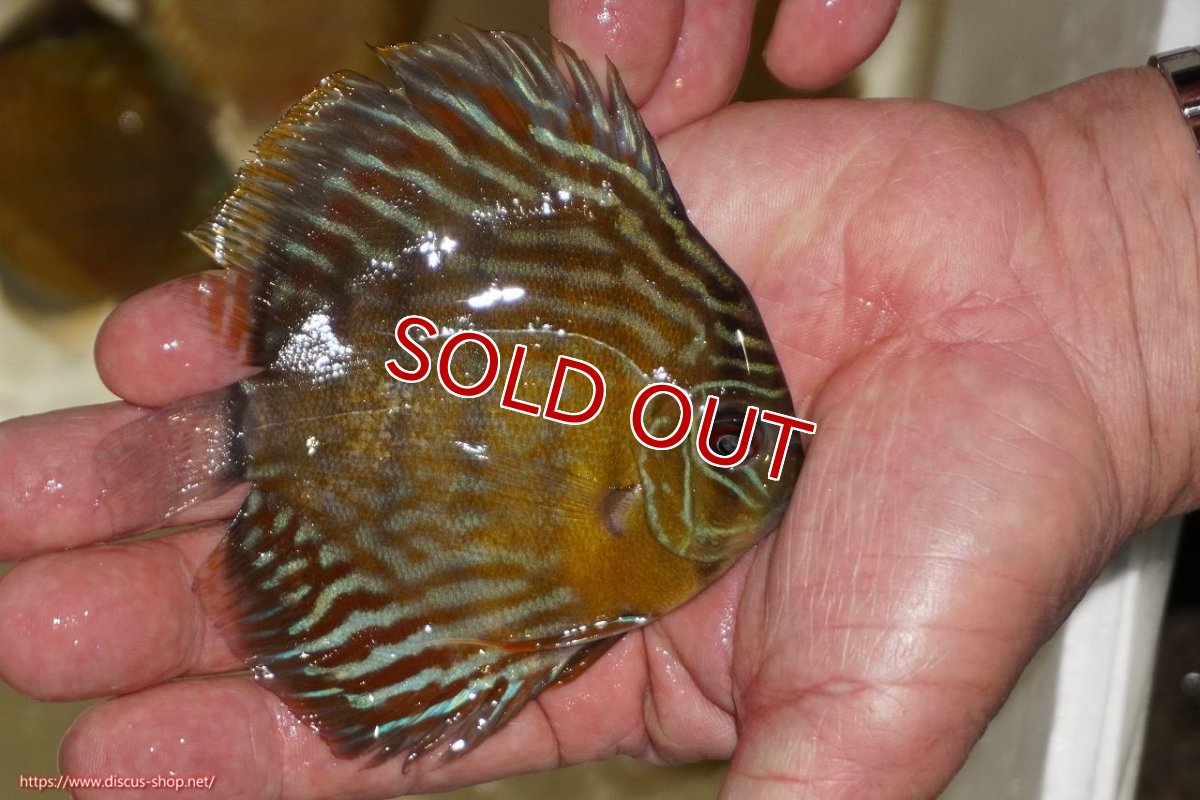 画像2: 【ワイルドディスカス】【通販】【３年ぶりの入荷】ラーゴスララロイヤル　ヤングスター【個体販売】9-10ｃｍ（生体）ラーゴスララ産 (2)