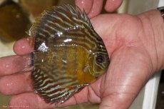 画像2: 【ワイルドディスカス】【通販】【３年ぶりの入荷】ラーゴスララロイヤル　ヤングスター【個体販売】9-10ｃｍ（生体）ラーゴスララ産 (2)