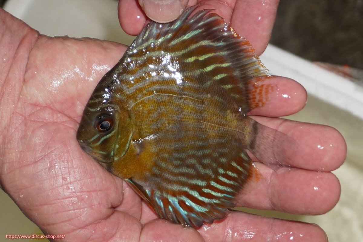 画像1: 【ワイルドディスカス】【通販】【３年ぶりの入荷】ラーゴスララロイヤル　ヤングスター【個体販売】9-10ｃｍ（生体）ラーゴスララ産 (1)