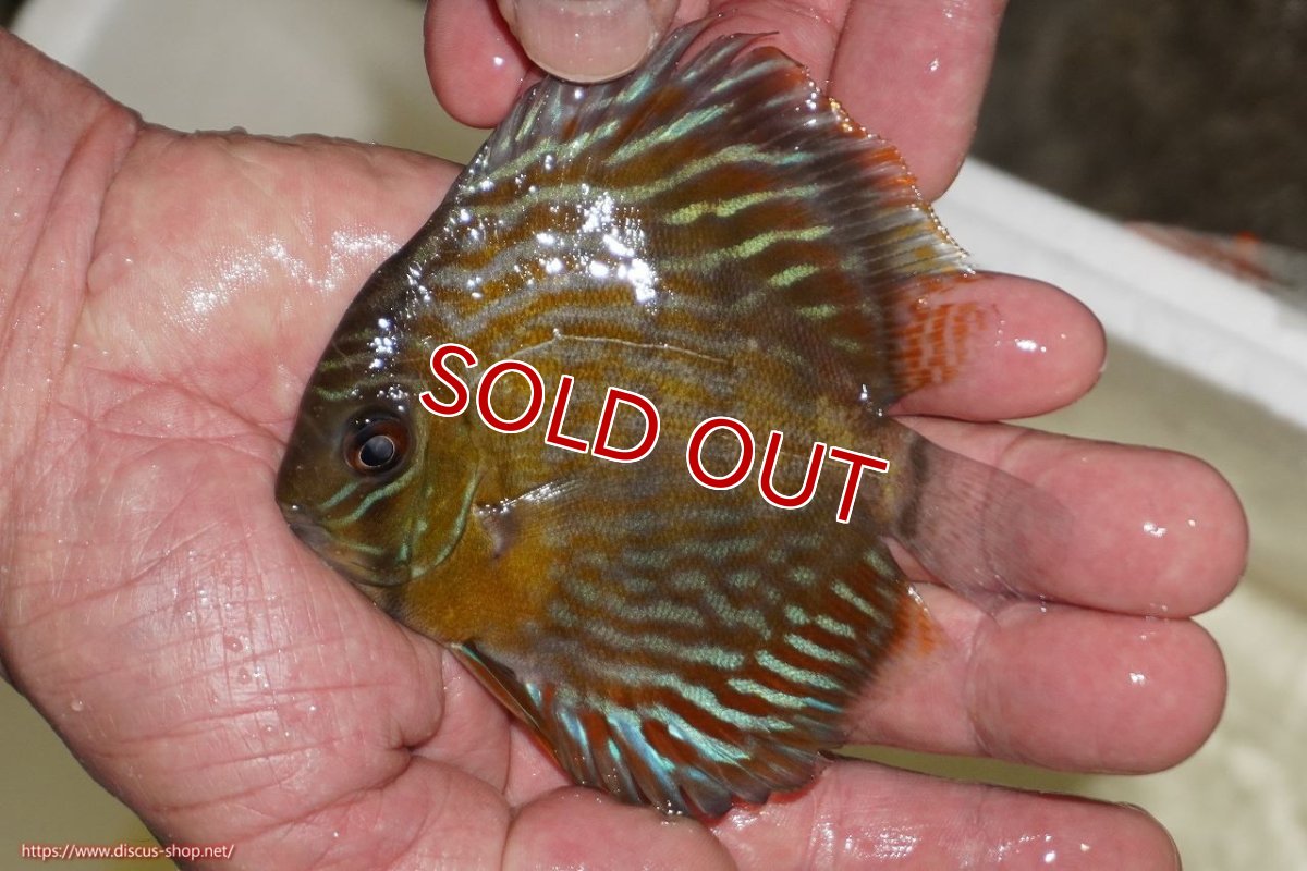 画像1: 【決算セール対象個体】【ワイルドディスカス】【通販】【３年ぶりの入荷】ラーゴスララロイヤル　ヤングスター【個体販売】9-10ｃｍ（生体）ラーゴスララ産 (1)