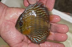 画像1: 【ワイルドディスカス】【通販】【３年ぶりの入荷】ラーゴスララロイヤル　ヤングスター【個体販売】9-10ｃｍ（生体）ラーゴスララ産 (1)