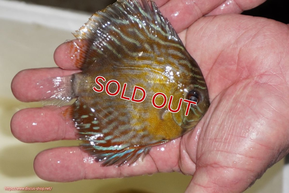 画像2: 【決算セール対象個体】【ワイルドディスカス】【通販】【３年ぶりの入荷】ラーゴスララロイヤル　ヤングスター【個体販売】9-10ｃｍ（生体）ラーゴスララ産 (2)