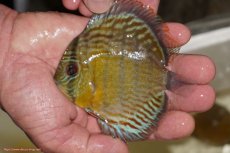 画像1: 【ワイルドディスカス】【通販】【３年ぶりの入荷】ラーゴスララロイヤル　ヤングスター【個体販売】9-10ｃｍ（生体）ラーゴスララ産 (1)