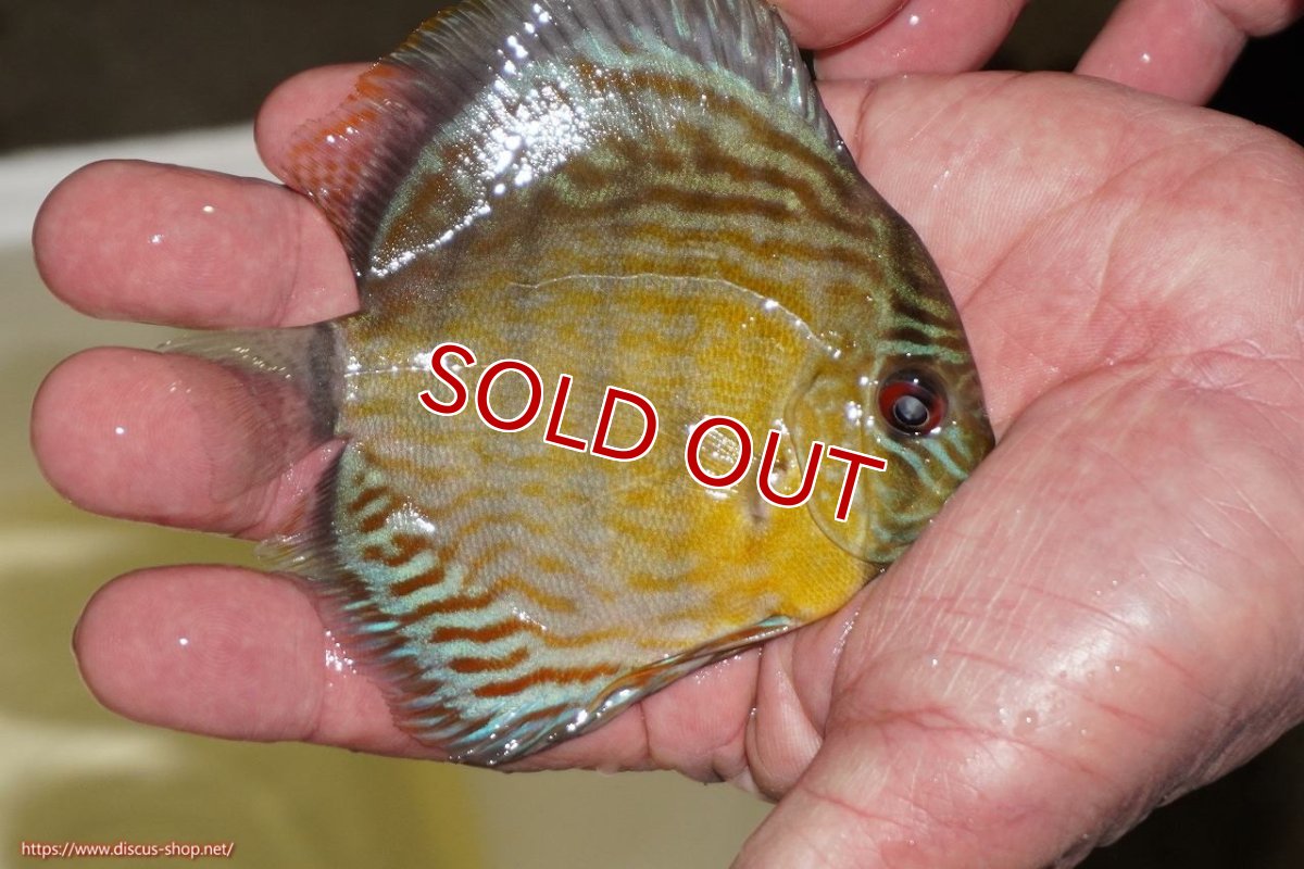 画像2: 【ワイルドディスカス】【通販】【３年ぶりの入荷】ラーゴスララロイヤル　ヤングスター【個体販売】9-10ｃｍ（生体）ラーゴスララ産 (2)