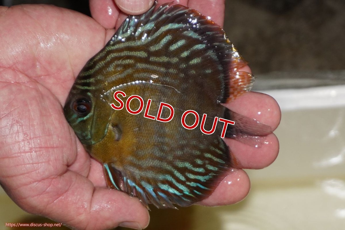 画像1: 【決算セール対象個体】【ワイルドディスカス】【通販】【３年ぶりの入荷】ラーゴスララロイヤル　ヤングスター【個体販売】9-10ｃｍ（生体）ラーゴスララ産 (1)