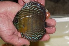 画像1: 【ワイルドディスカス】【通販】【３年ぶりの入荷】ラーゴスララロイヤル　ヤングスター【個体販売】9-10ｃｍ（生体）ラーゴスララ産 (1)