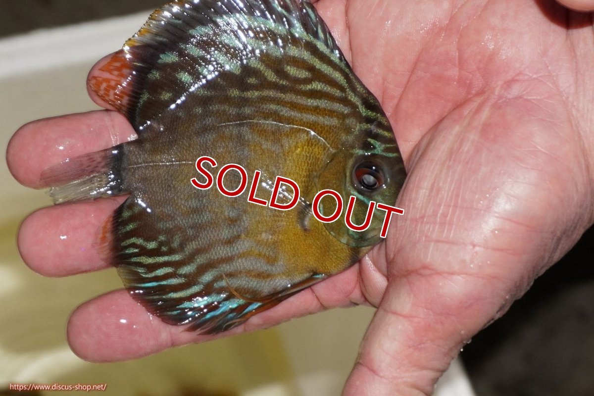 画像2: 【決算セール対象個体】【ワイルドディスカス】【通販】【３年ぶりの入荷】ラーゴスララロイヤル　ヤングスター【個体販売】9-10ｃｍ（生体）ラーゴスララ産 (2)