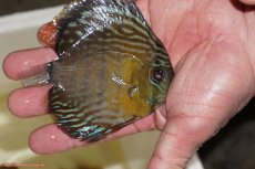 画像2: 【ワイルドディスカス】【通販】【３年ぶりの入荷】ラーゴスララロイヤル　ヤングスター【個体販売】9-10ｃｍ（生体）ラーゴスララ産 (2)