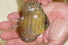 画像2: 【ワイルドディスカス】【通販】【３年ぶりの入荷】ラーゴスララロイヤル　ヤングスター【個体販売】9-10ｃｍ（生体）ラーゴスララ産 (2)