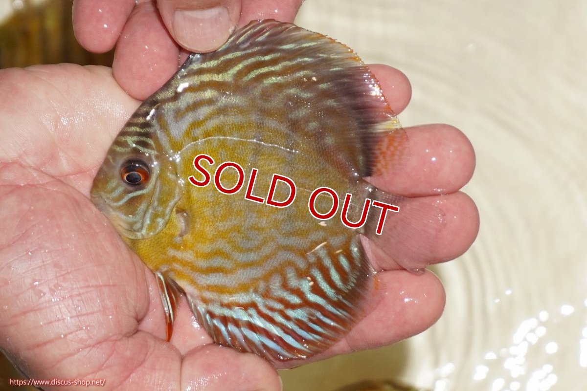 画像1: 【決算セール対象個体】【ワイルドディスカス】【通販】【３年ぶりの入荷】ラーゴスララロイヤル　ヤングスター【個体販売】9-10ｃｍ（生体）ラーゴスララ産 (1)