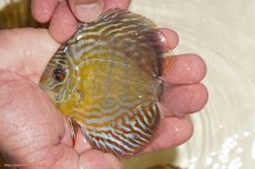 画像1: 【ワイルドディスカス】【通販】【３年ぶりの入荷】ラーゴスララロイヤル　ヤングスター【個体販売】9-10ｃｍ（生体）ラーゴスララ産 (1)