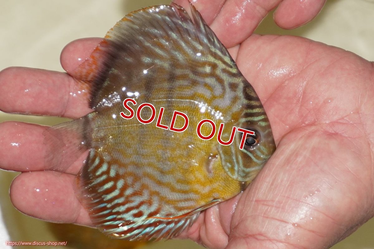 画像2: 【決算セール対象個体】【ワイルドディスカス】【通販】【３年ぶりの入荷】ラーゴスララロイヤル　ヤングスター【個体販売】9-10ｃｍ（生体）ラーゴスララ産 (2)