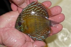 画像1: 【ワイルドディスカス】【通販】【３年ぶりの入荷】ラーゴスララロイヤル　ヤングスター【個体販売】9-10ｃｍ（生体）ラーゴスララ産 (1)