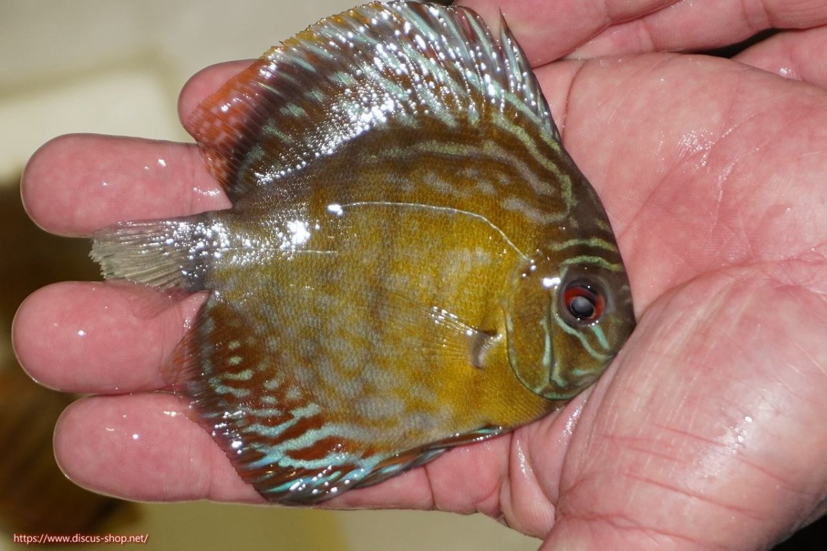 画像2: 【ワイルドディスカス】【通販】【３年ぶりの入荷】ラーゴスララロイヤル　ヤングスター【個体販売】9-10ｃｍ（生体）ラーゴスララ産 (2)