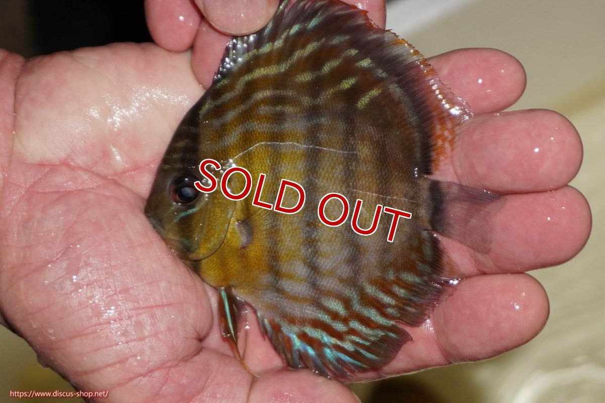 画像1: 【決算セール対象個体】【ワイルドディスカス】【通販】【３年ぶりの入荷】ラーゴスララロイヤル　ヤングスター【個体販売】9-10ｃｍ（生体）ラーゴスララ産 (1)