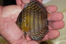 画像1: 【ワイルドディスカス】【通販】【３年ぶりの入荷】ラーゴスララロイヤル　ヤングスター【個体販売】9-10ｃｍ（生体）ラーゴスララ産 (1)