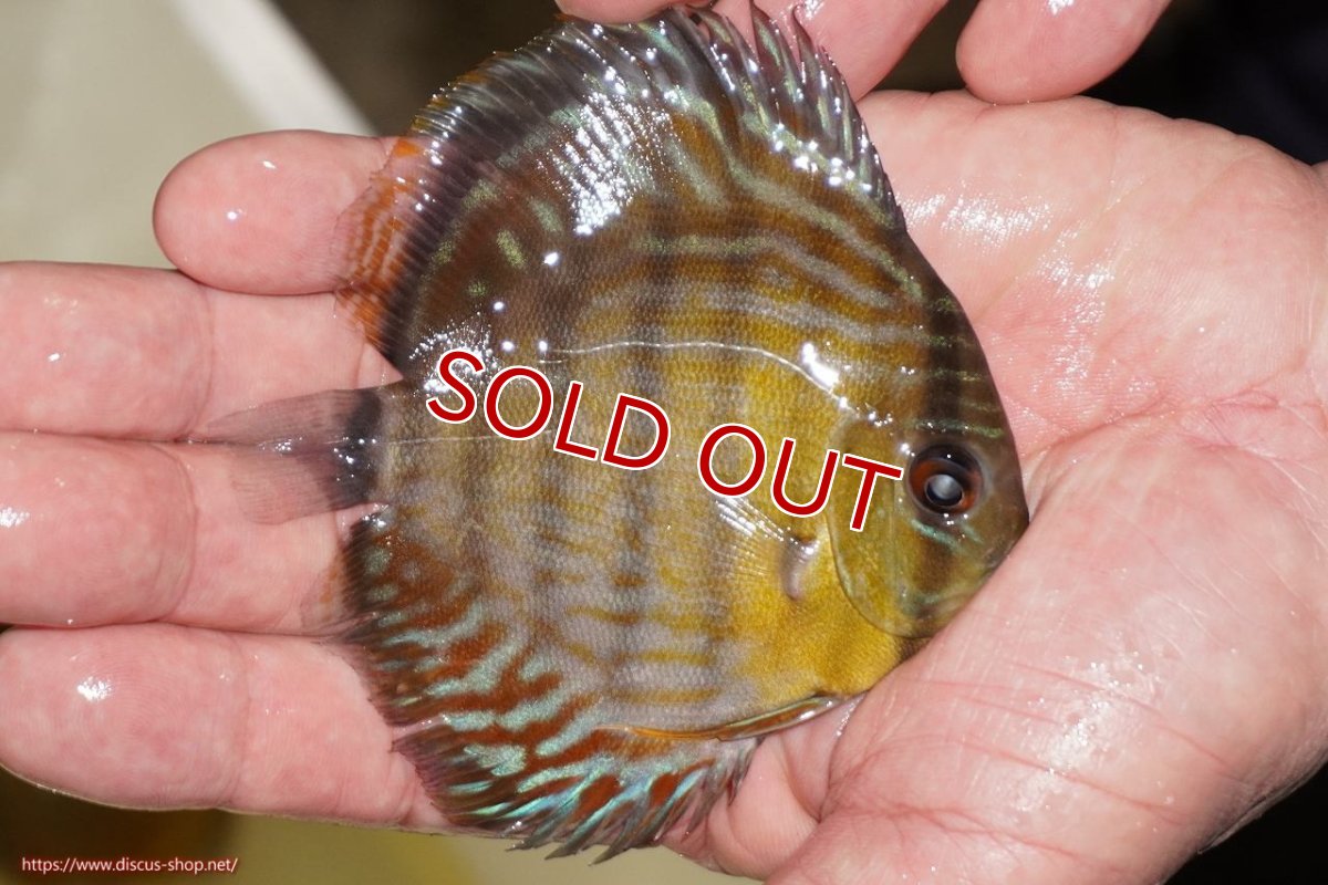 画像2: 【決算セール対象個体】【ワイルドディスカス】【通販】【３年ぶりの入荷】ラーゴスララロイヤル　ヤングスター【個体販売】9-10ｃｍ（生体）ラーゴスララ産 (2)