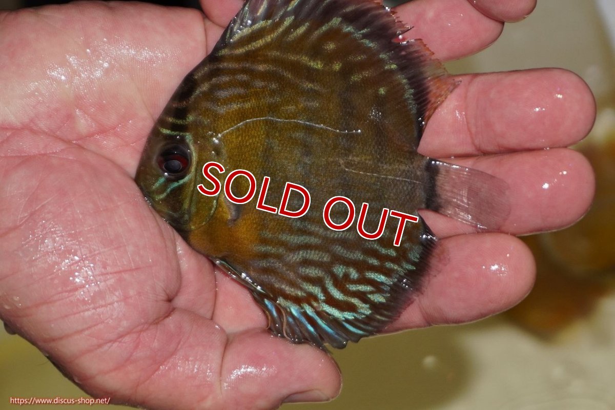 画像1: 【決算セール対象個体】【ワイルドディスカス】【通販】【３年ぶりの入荷】ラーゴスララロイヤル　ヤングスター【個体販売】9-10ｃｍ（生体）ラーゴスララ産 (1)