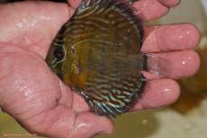 画像1: 【ワイルドディスカス】【通販】【３年ぶりの入荷】ラーゴスララロイヤル　ヤングスター【個体販売】9-10ｃｍ（生体）ラーゴスララ産 (1)