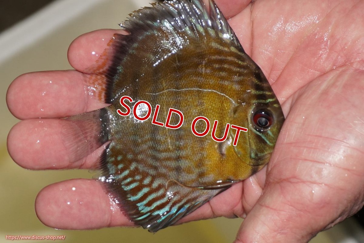画像2: 【決算セール対象個体】【ワイルドディスカス】【通販】【３年ぶりの入荷】ラーゴスララロイヤル　ヤングスター【個体販売】9-10ｃｍ（生体）ラーゴスララ産 (2)
