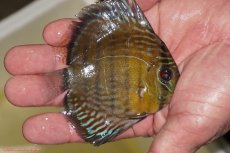 画像2: 【ワイルドディスカス】【通販】【３年ぶりの入荷】ラーゴスララロイヤル　ヤングスター【個体販売】9-10ｃｍ（生体）ラーゴスララ産 (2)