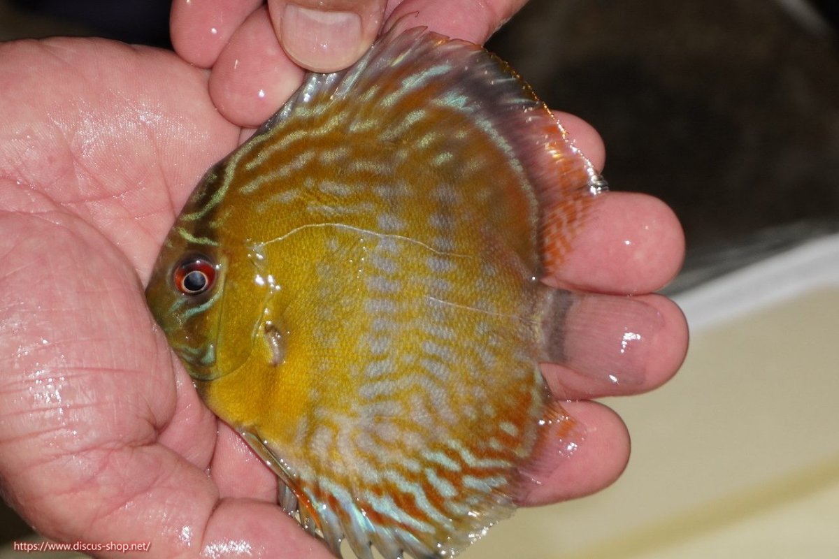 画像1: 【ワイルドディスカス】【通販】【３年ぶりの入荷】ラーゴスララロイヤル　ヤングスター【個体販売】9-10ｃｍ（生体）ラーゴスララ産 (1)