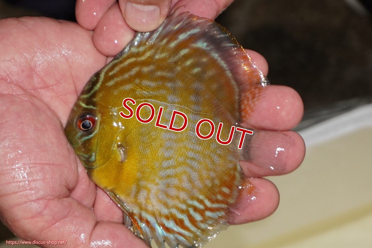 画像1: 【30周年記念セール対象個体】【ワイルドディスカス】【通販】【３年ぶりの入荷】ラーゴスララロイヤル　ヤングスター【個体販売】9-10ｃｍ（生体）ラーゴスララ産 (1)