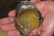 画像2: 【ワイルドディスカス】【通販】【３年ぶりの入荷】ラーゴスララロイヤル　ヤングスター【個体販売】9-10ｃｍ（生体）ラーゴスララ産 (2)