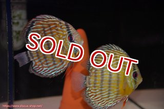 ディスカス\販売形式\個体ペア販売 - ペットバルーンEX ワイルド