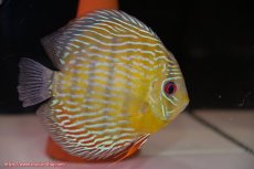 画像2: 【30周年記念セール対象個体】【ワイルドディスカス】【通販】【３年ぶりの入荷】ラーゴスララスーパーロイヤル【個体ペア販売】15-16cm（生体）ラーゴスララ産 (2)