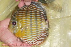 画像3: 【30周年記念セール対象個体】【ワイルドディスカス】【通販】【３年ぶりの入荷】ラーゴスララスーパーロイヤル【個体ペア販売】15-16cm（生体）ラーゴスララ産 (3)