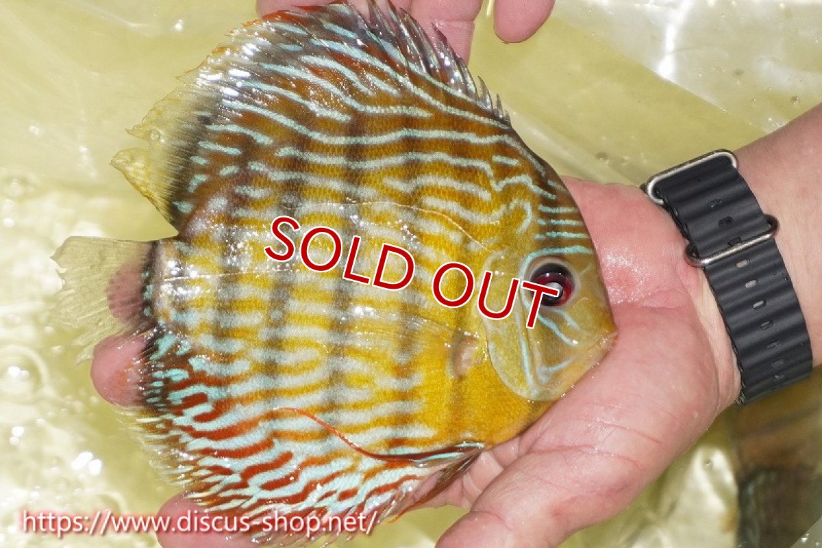 画像4: 【ワイルドディスカス】【通販】【３年ぶりの入荷】ラーゴスララスーパーロイヤル【個体ペア販売】15-16cm（生体）ラーゴスララ産 (4)