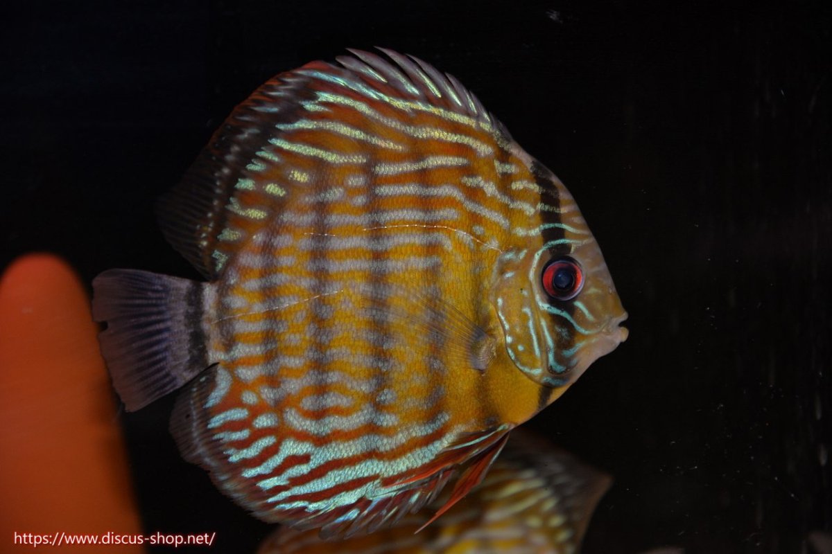 画像5: 【30周年記念セール対象個体】【ワイルドディスカス】【通販】【３年ぶりの入荷】ラーゴスララスーパーロイヤル【個体ペア販売】15-16cm（生体）ラーゴスララ産 (5)