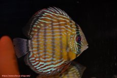 画像5: 【30周年記念セール対象個体】【ワイルドディスカス】【通販】【３年ぶりの入荷】ラーゴスララスーパーロイヤル【個体ペア販売】15-16cm（生体）ラーゴスララ産 (5)