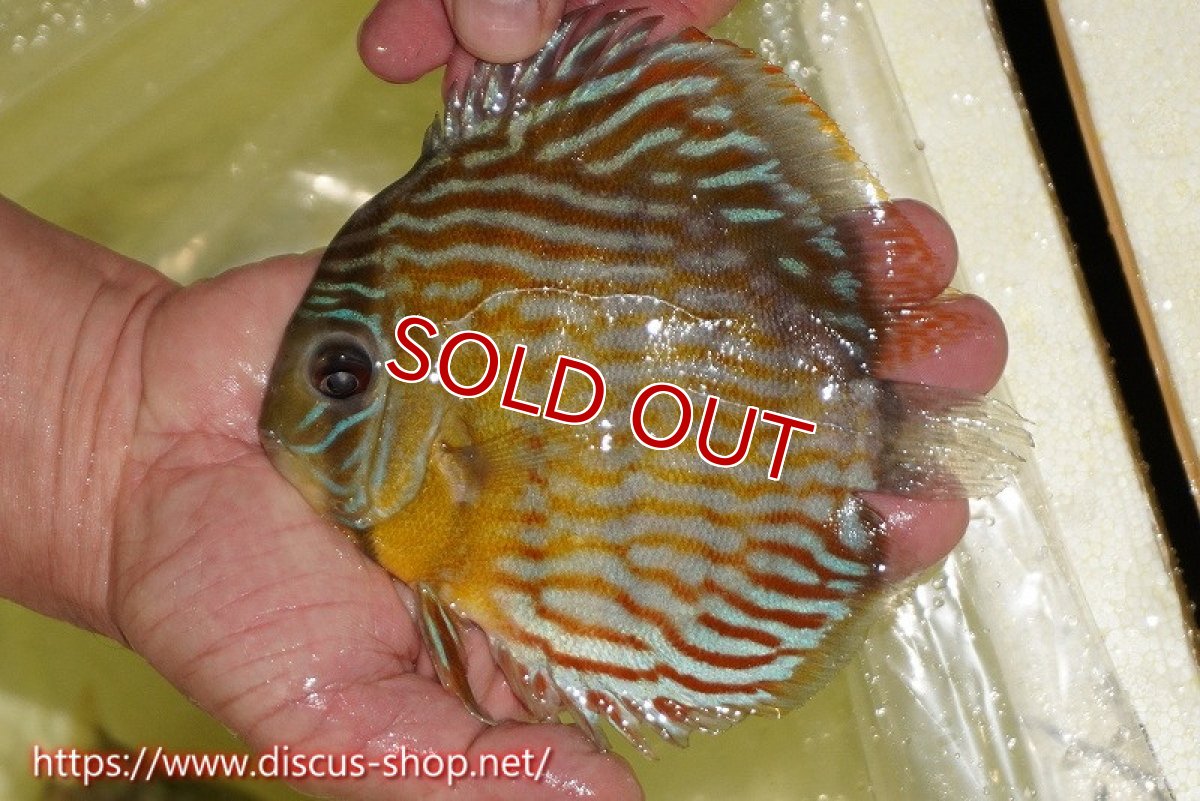 画像6: 【ワイルドディスカス】【通販】【３年ぶりの入荷】ラーゴスララスーパーロイヤル【個体ペア販売】15-16cm（生体）ラーゴスララ産 (6)