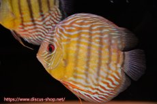 画像1: 【水槽整理のため完全在庫処分　2匹以上ご購入で合計金額から50％OFF】【ワイルドディスカス】【通販】ラーゴスララスーパーロイヤル【個体販売】14-16cm（生体）ラーゴスララ産 (1)