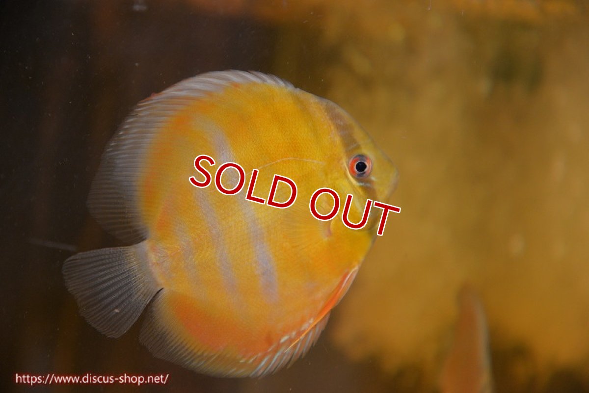 画像2: 【ワイルドディスカス】【通販】ウラリアソリッドイエローセンターバー　ヤングスター【個体販売】9-11cm（生体）ウラリア産 (2)