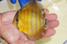 画像3: 【ワイルドディスカス】【通販】ウラリアソリッドイエローセンターバー　ヤングスター【個体販売】9-11cm（生体）ウラリア産 (3)