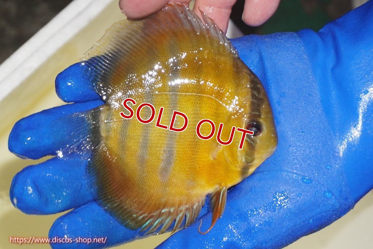 画像4: 【ワイルドディスカス】【通販】ウラリアソリッドイエローセンターバー　ヤングスター【個体販売】9-11cm（生体）ウラリア産 (4)