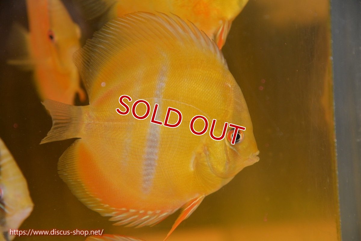 画像1: 【ワイルドディスカス】【通販】ウラリアソリッドイエローセンターバー　ヤングスター【個体販売】9-11cm（生体）ウラリア産 (1)