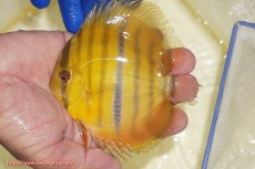 画像1: 【ワイルドディスカス】【通販】ウラリアソリッドイエローセンターバー ヤングスター【個体販売】9-11cm(生体)ウラリア産 (1)