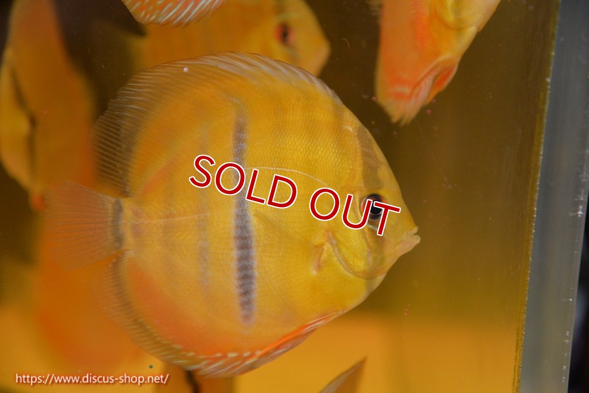 画像2: 【ワイルドディスカス】【通販】ウラリアソリッドイエローセンターバー　ヤングスター【個体販売】9-11cm（生体）ウラリア産 (2)