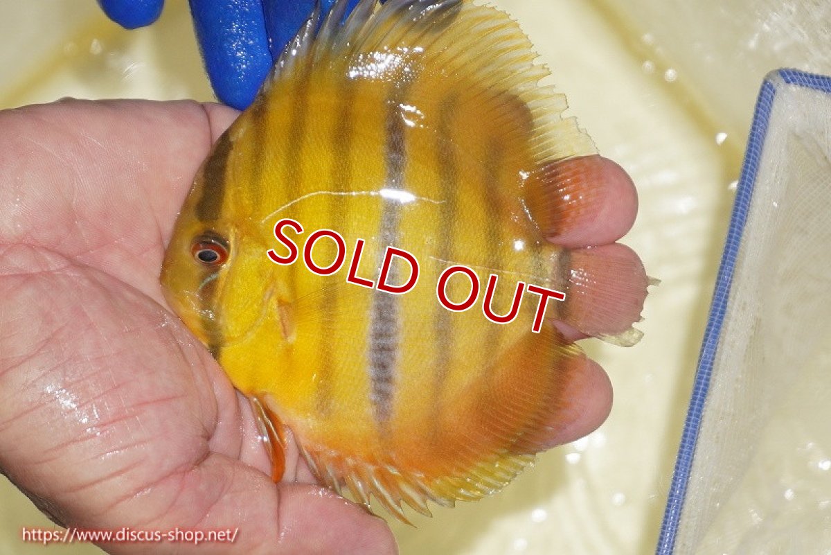 画像3: 【ワイルドディスカス】【通販】ウラリアソリッドイエローセンターバー　ヤングスター【個体販売】9-11cm（生体）ウラリア産 (3)