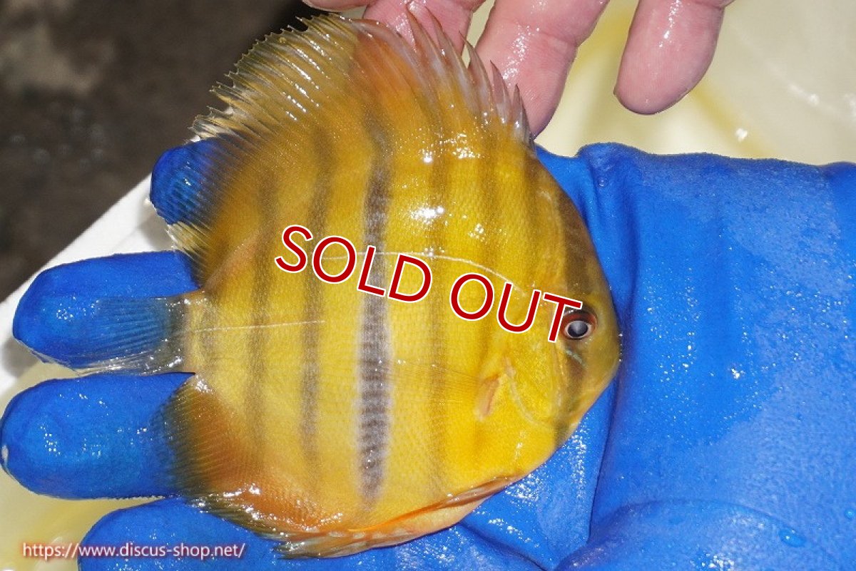 画像4: 【ワイルドディスカス】【通販】ウラリアソリッドイエローセンターバー　ヤングスター【個体販売】9-11cm（生体）ウラリア産 (4)