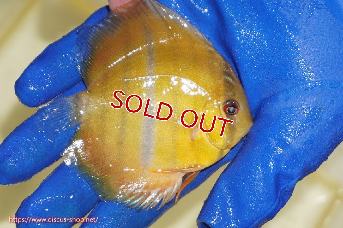 画像3: 【ワイルドディスカス】【通販】ウラリアソリッドイエローセンターバー　ヤングスター【個体販売】9-11cm（生体）ウラリア産 (3)